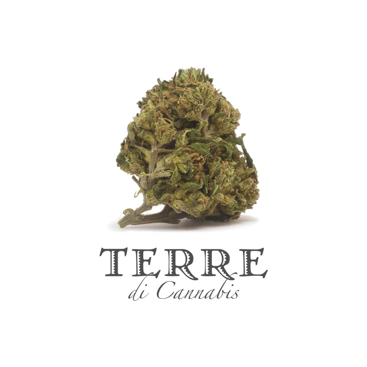 terredicannabis-perla-3